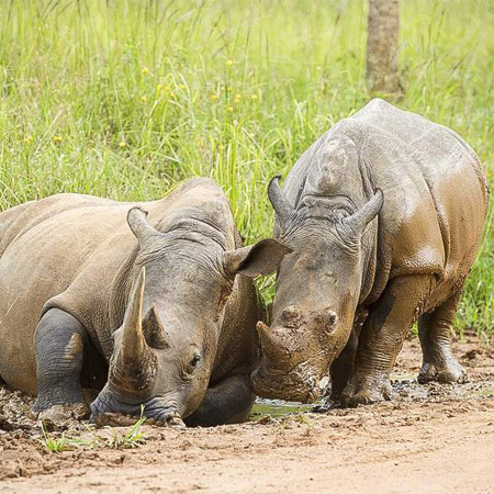 Ziwa Rhino Sanctuary Visit