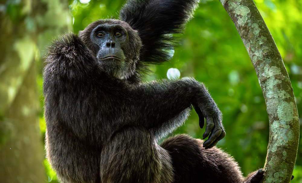 Budongo_Forest_019-1755277024.jpg