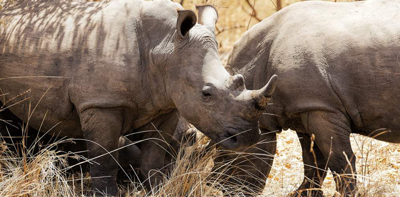Ziwa_Rhino_and_Wildlife_Ranch_0081-1755276299.jpg
