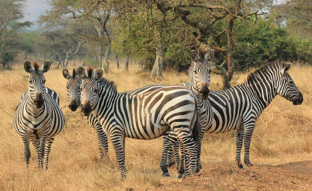 Lake Mburo National Park