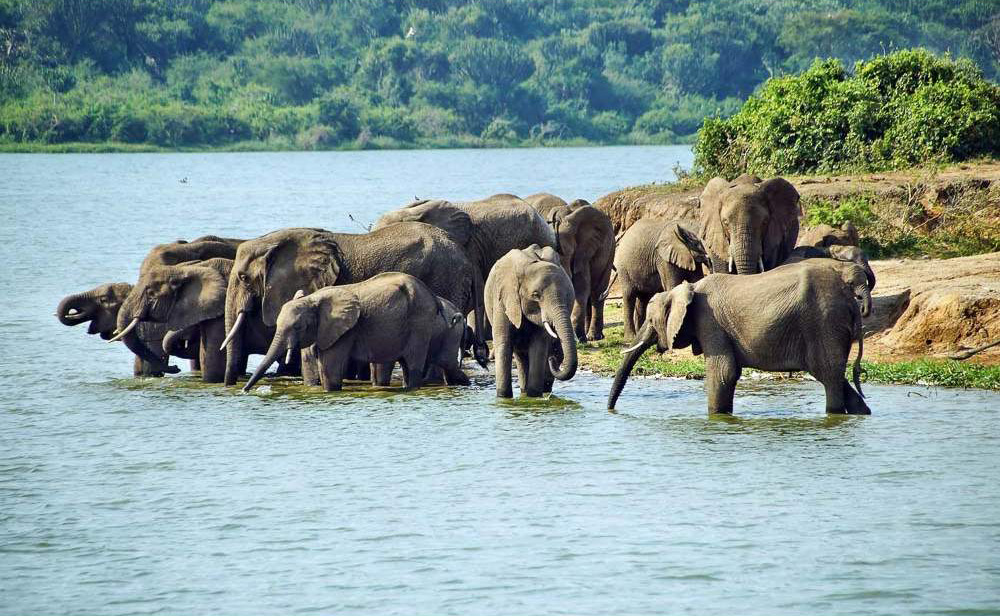 Queen Elizabeth National Park