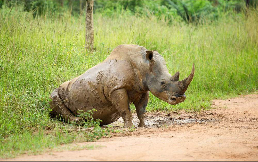 Ziwa Rhino Sanctuary
