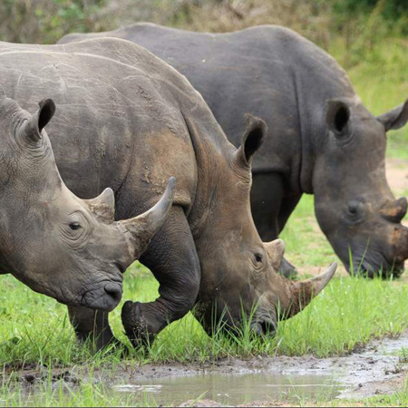 1-Day Ziwa Rhino sanctuary