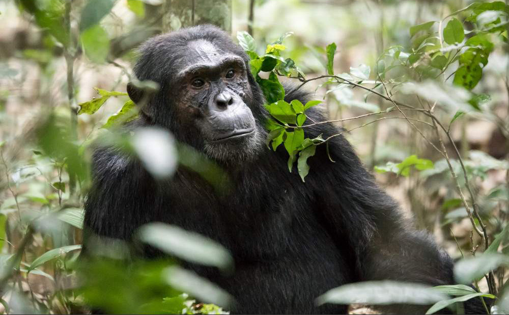 Kibale_National_Park_031-1755329158.jpg