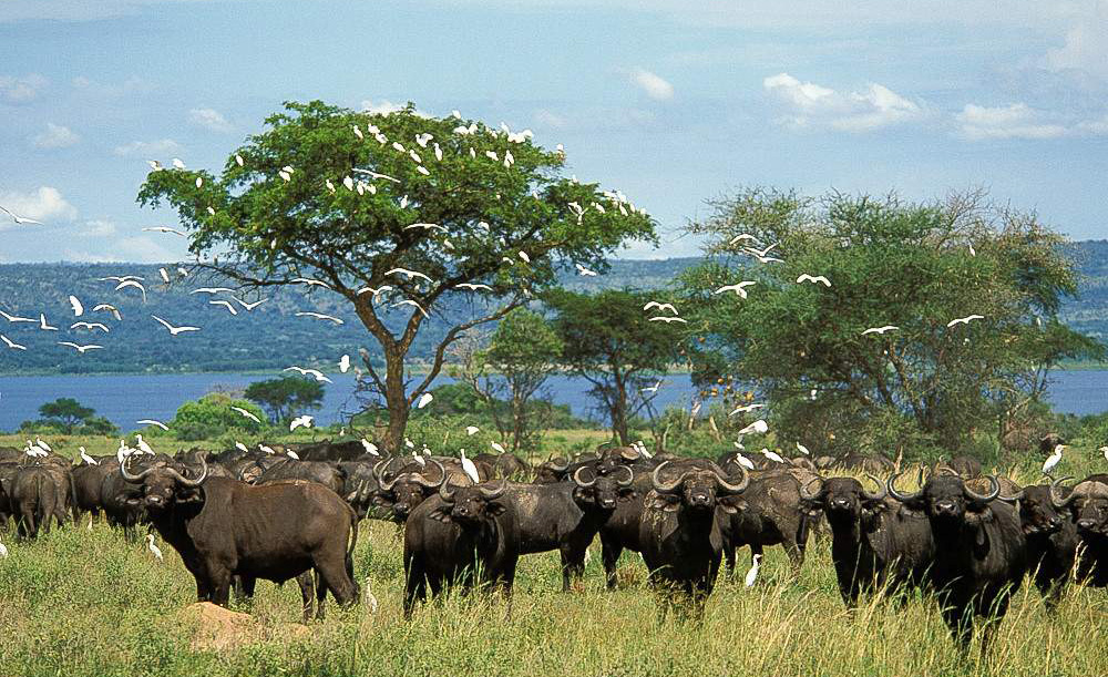 Murchison_Falls_National_Park_022-1755280053.jpg