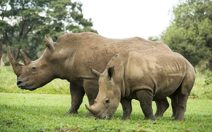 Ziwa_Rhino_Sanctuary_003-1755282143.jpg